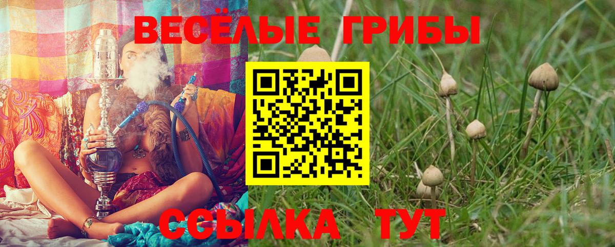 Псилоцибиновые грибы Cubensis Электрогорск